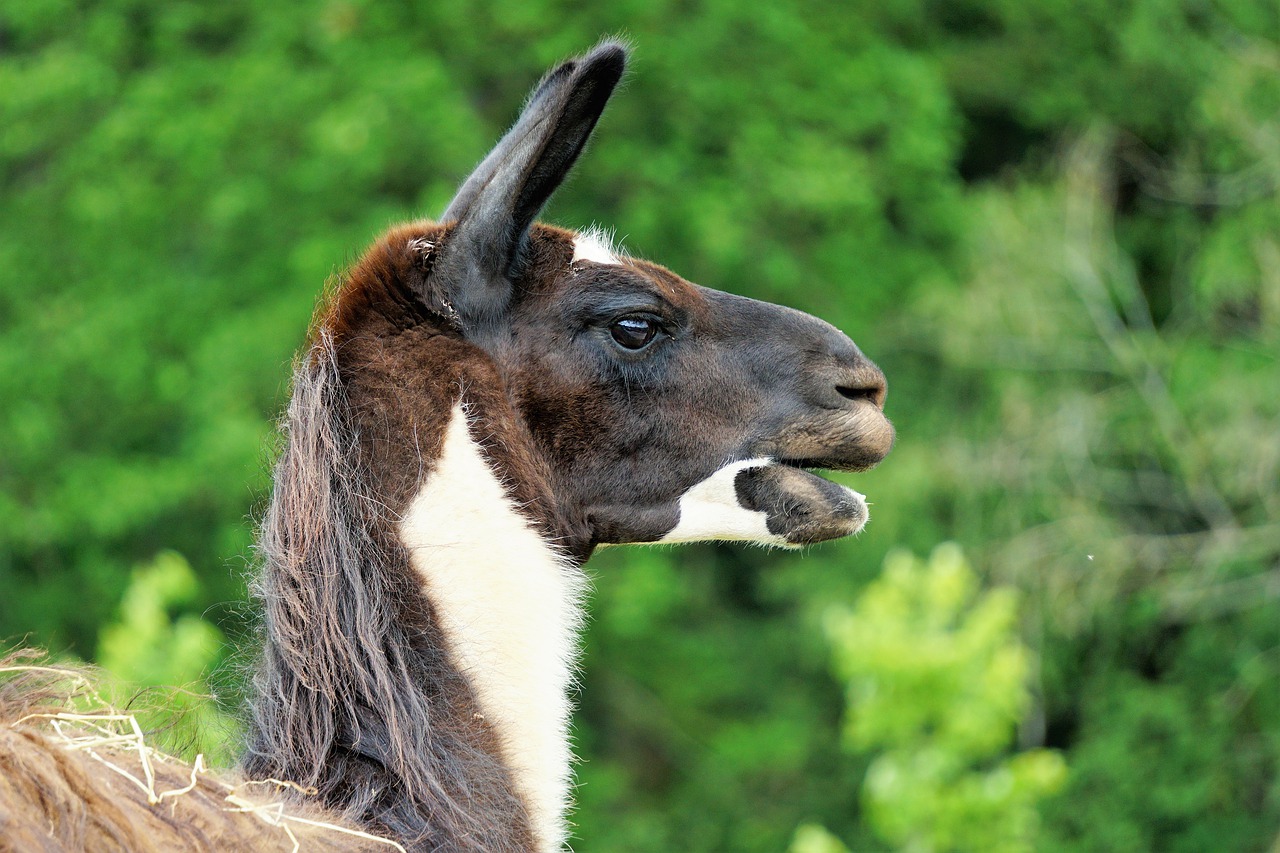 wildlife park  zoo  belgium free photo