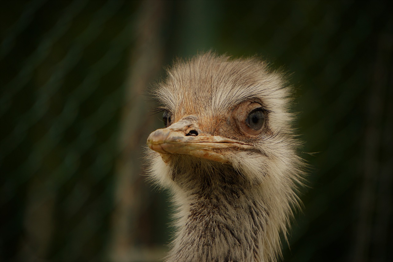 wildlife park  zoo  belgium free photo