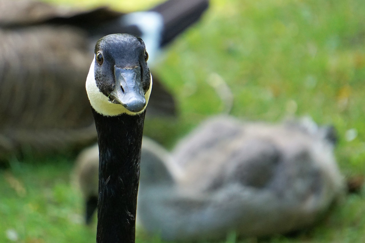 wildlife park  zoo  belgium free photo