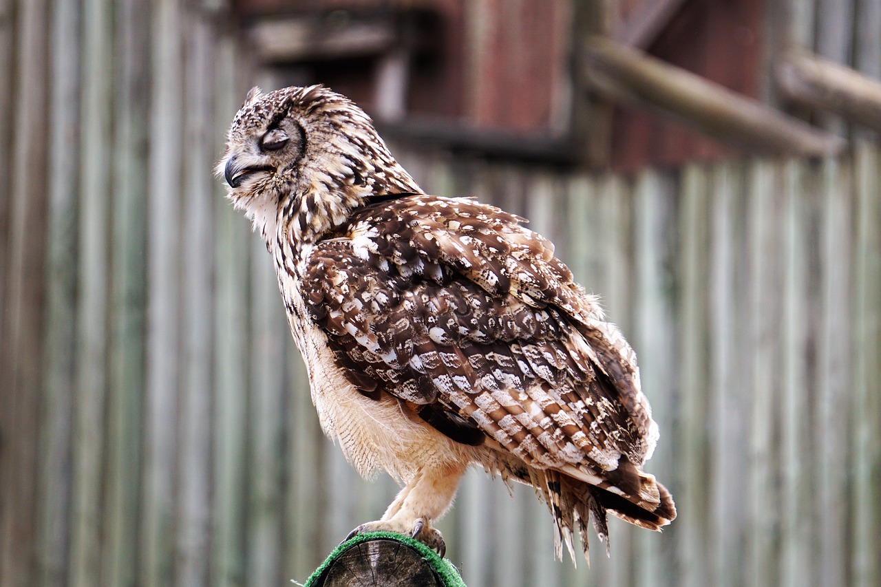 wildlife park  zoo  belgium free photo