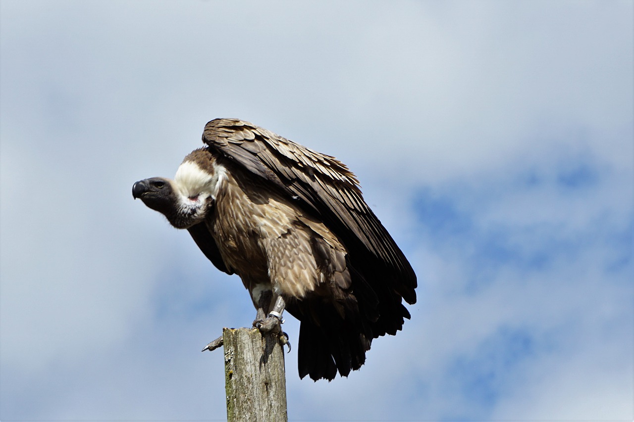 wildlife park  zoo  belgium free photo