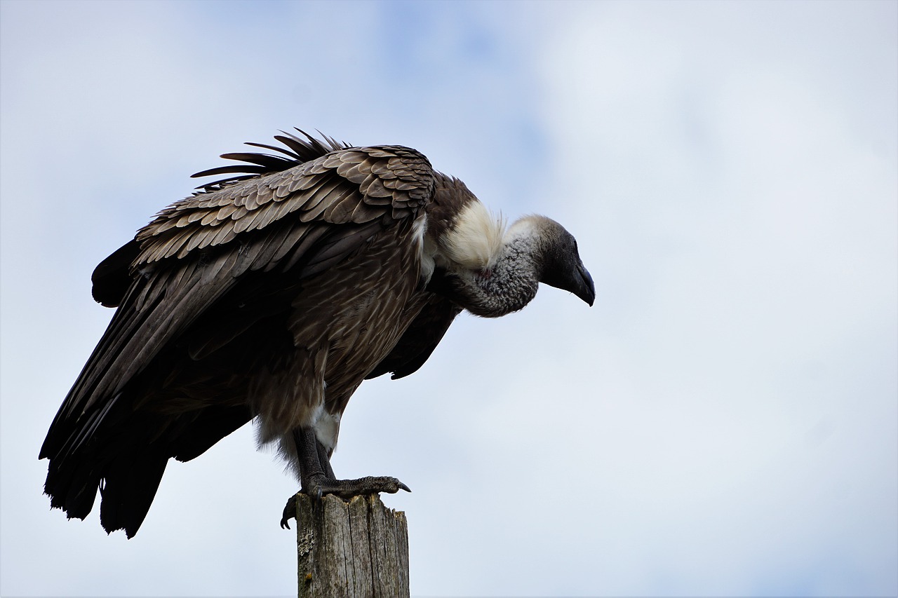 wildlife park  zoo  belgium free photo