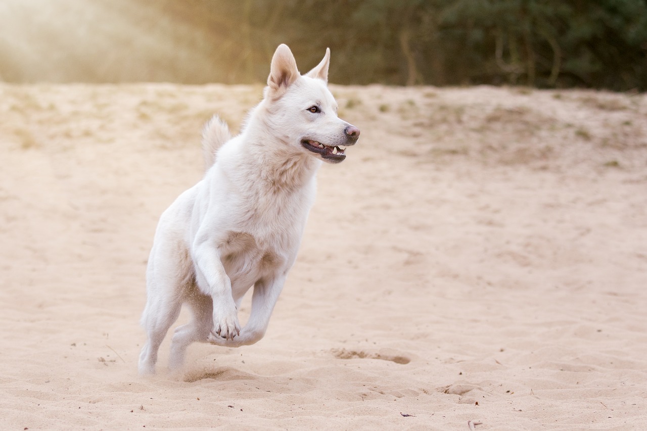 wildlife photography dog animal free photo