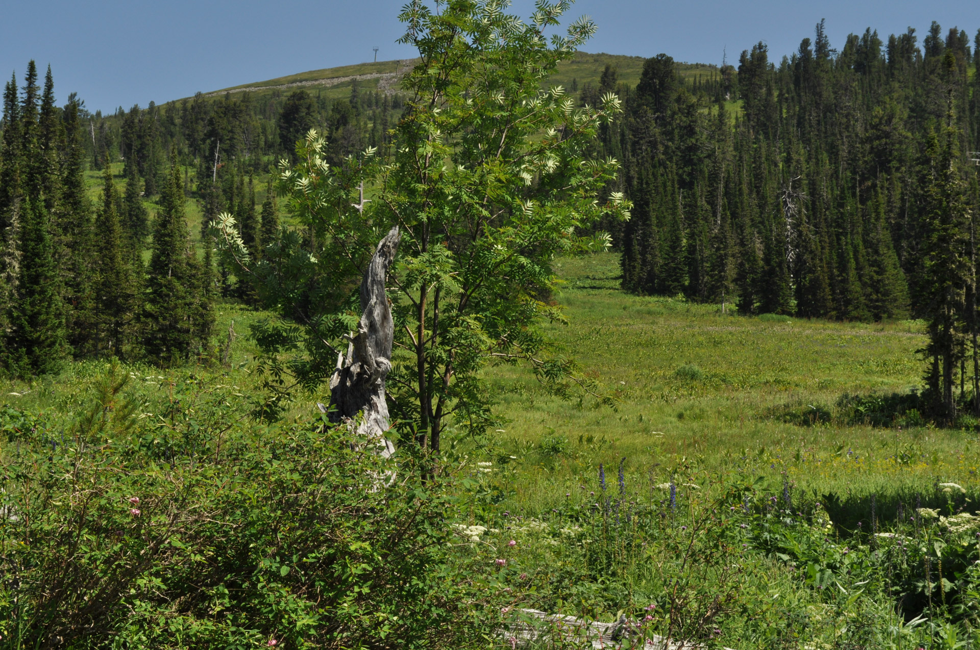 landscape nature summer free photo