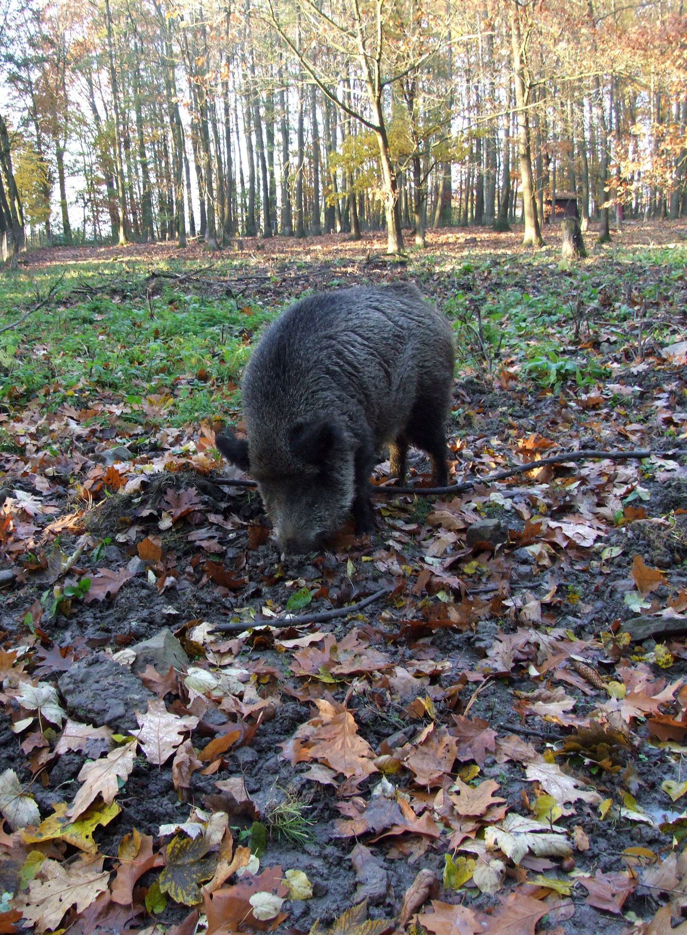 pig forest wildlife free photo