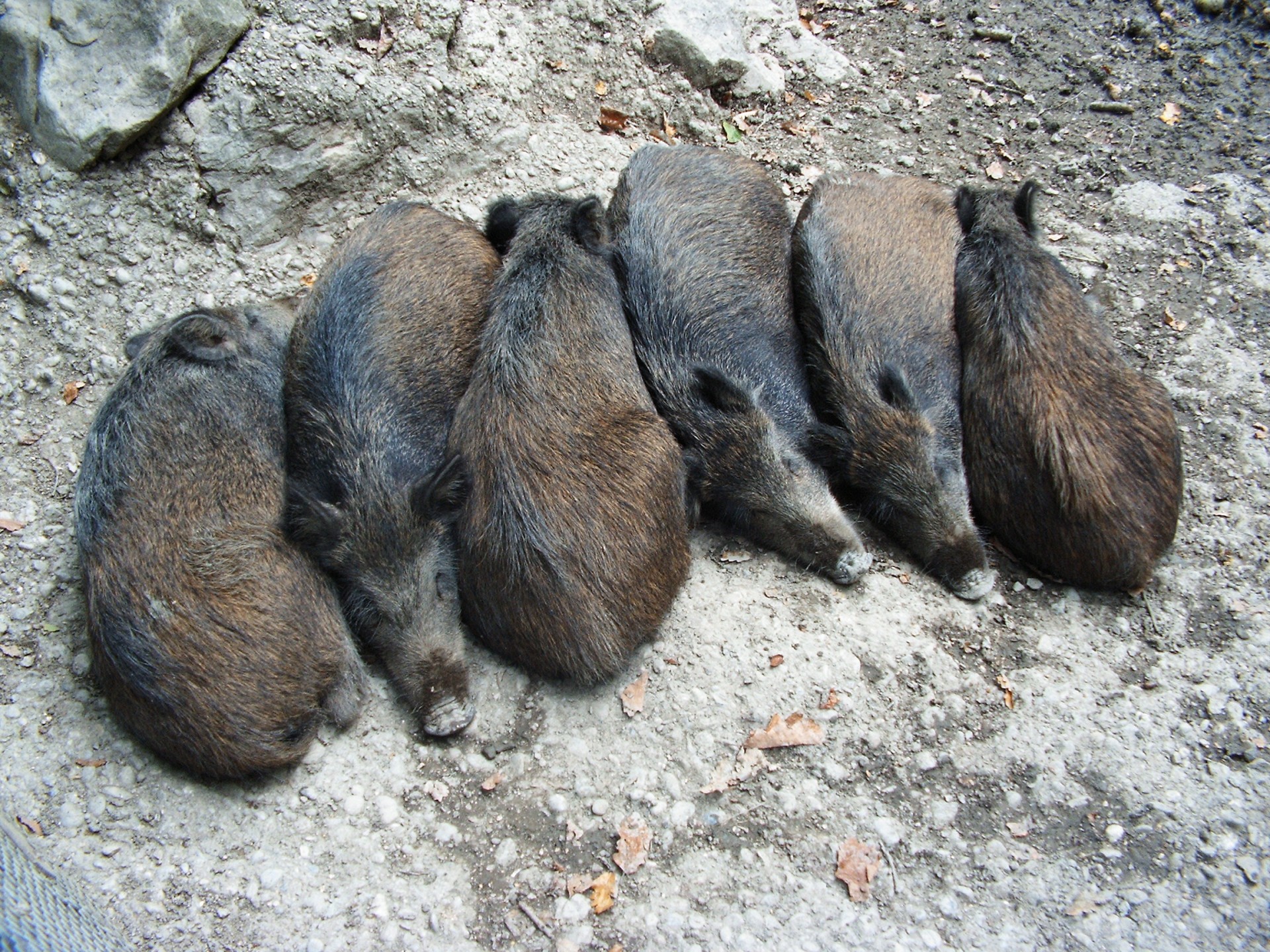 wild boar boar wild boar free photo