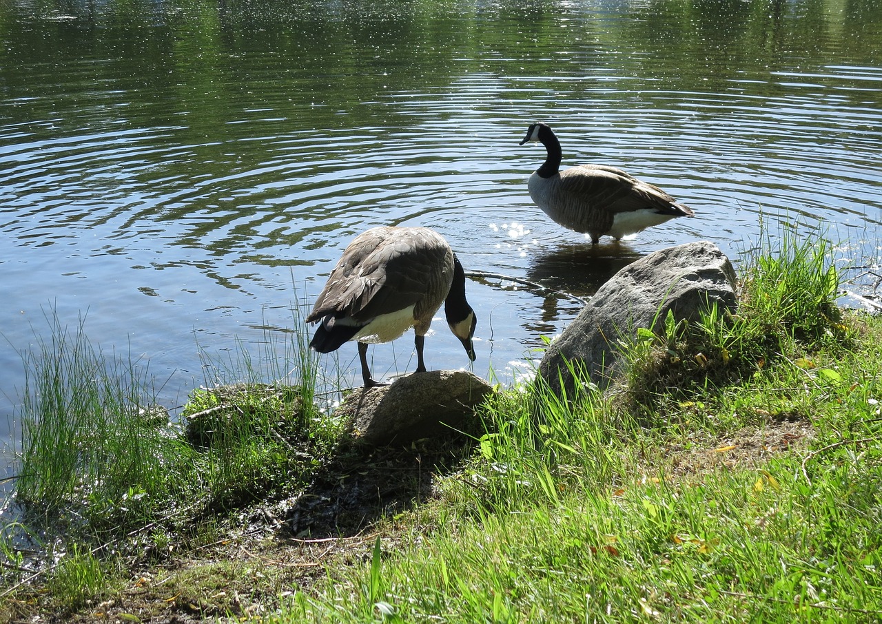 wile geese  goose  bird free photo