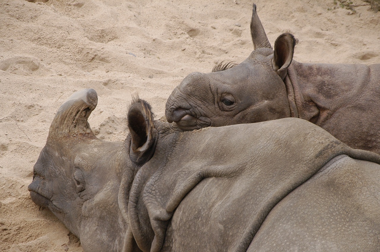 wilhelma rhino young animal free photo