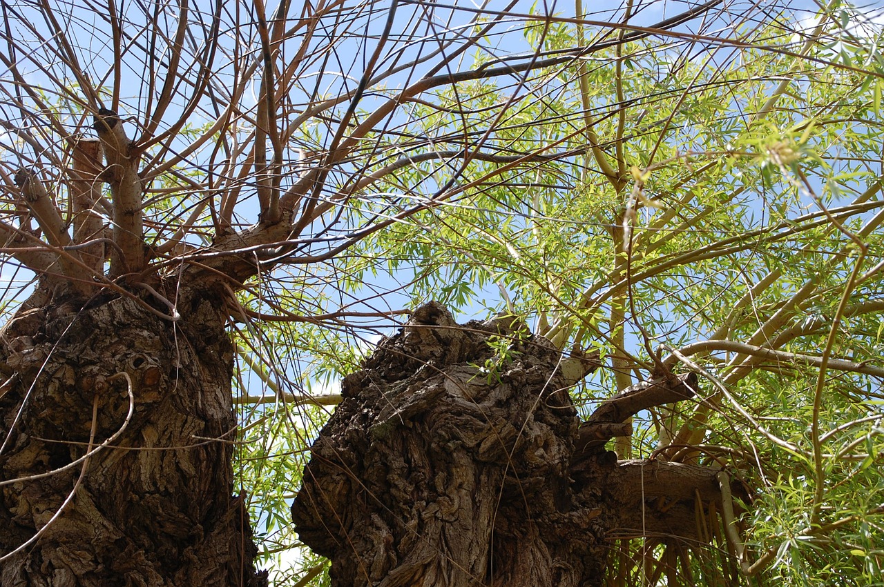 willow branches tree free photo