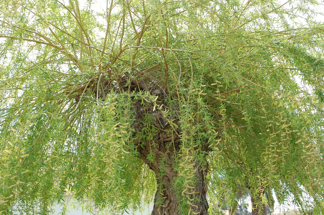 willow tree green free photo