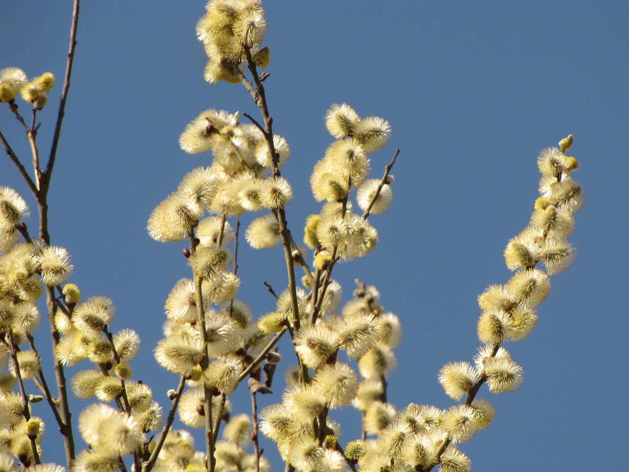 willow the basis of spring free photo