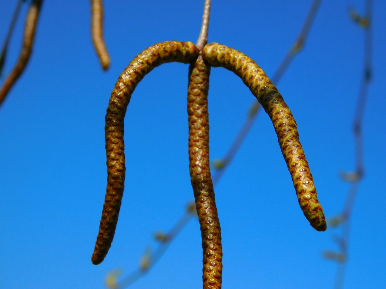 willow weeping willow flora free photo