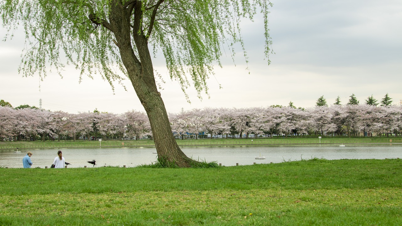 willow lake spring free photo