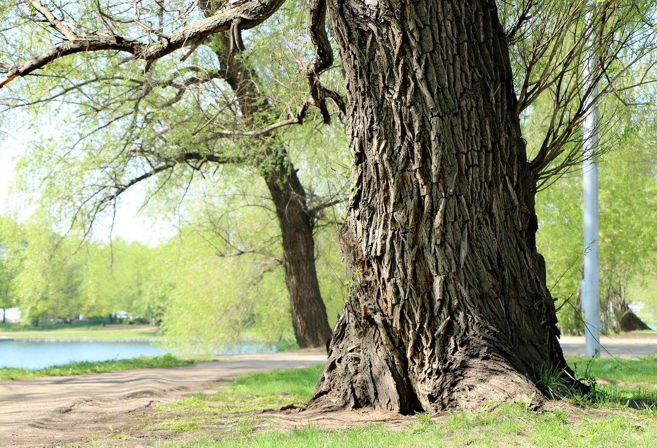 willow tree trunk free photo