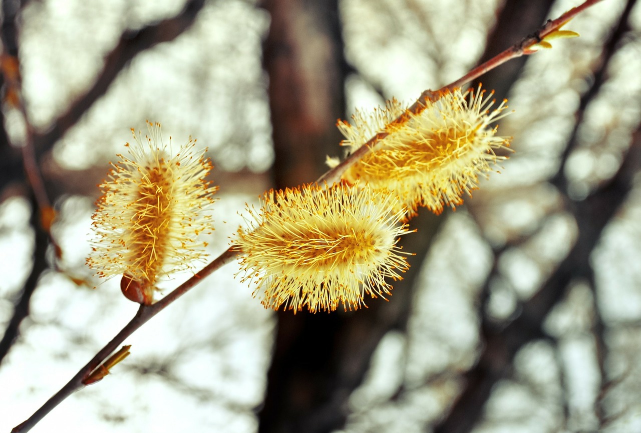 willow flowers easter free photo