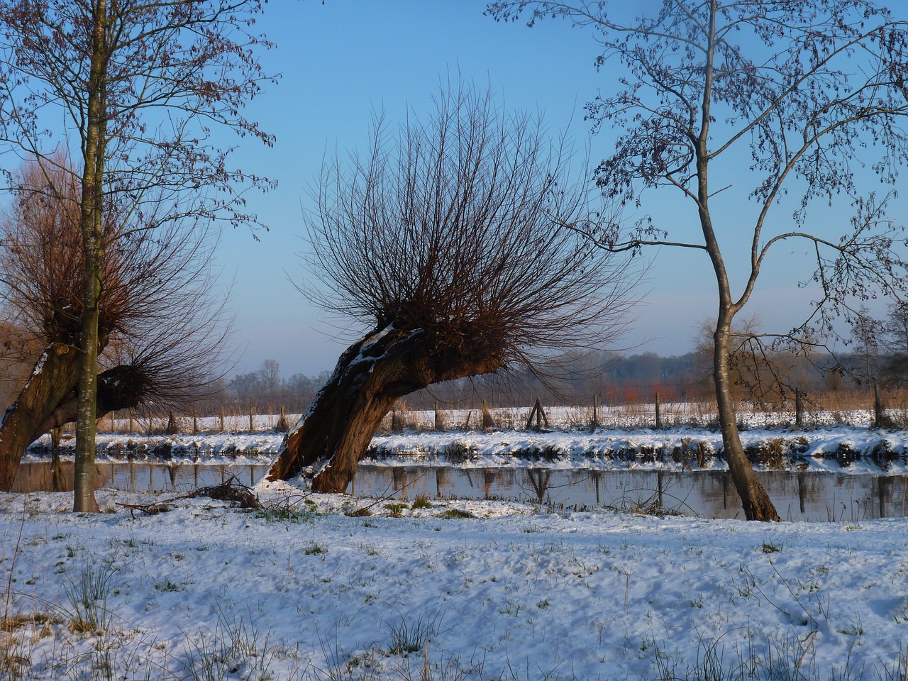 willow snow water free photo