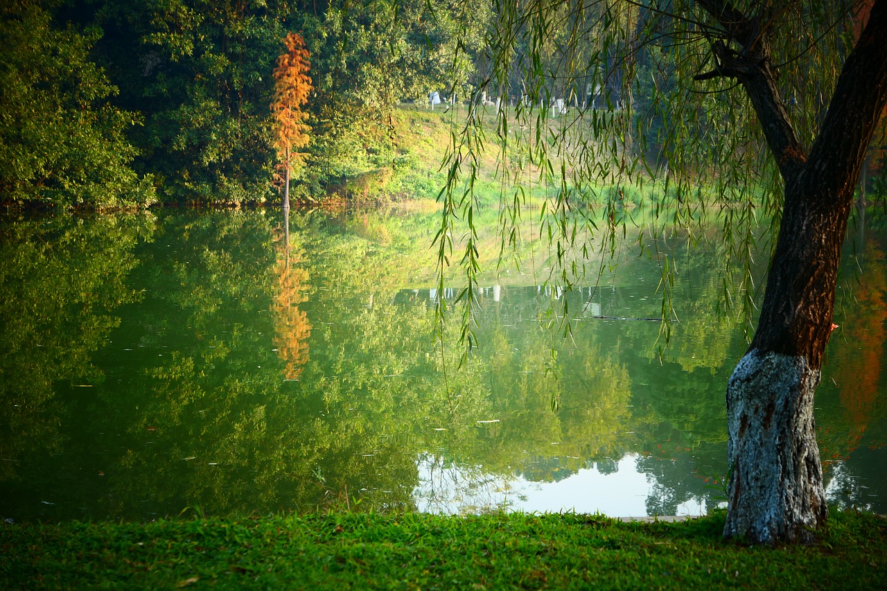 willow lake the scenery free photo