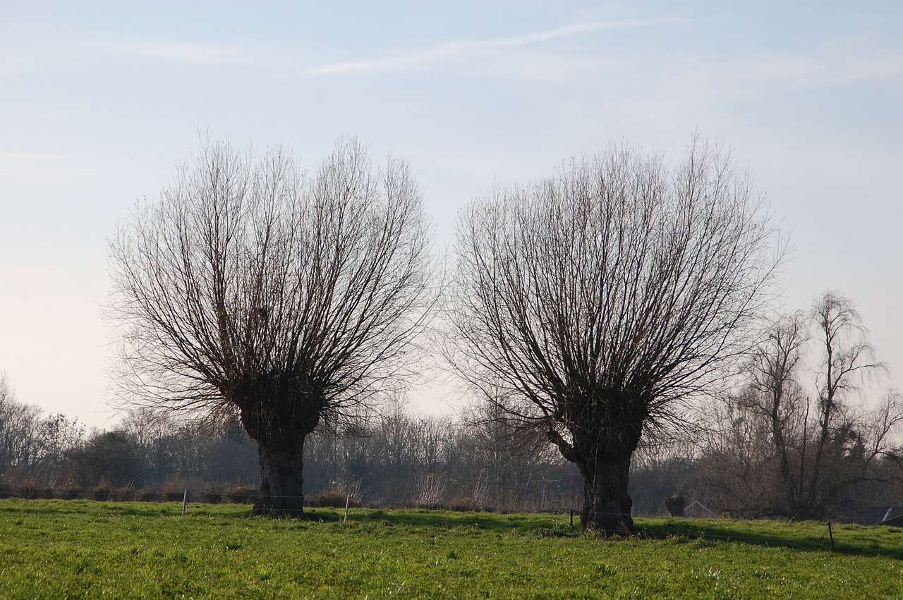 willow trees nature free photo