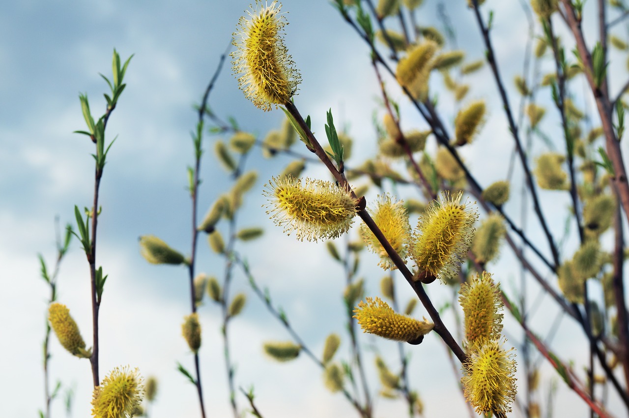 willow spring branches free photo