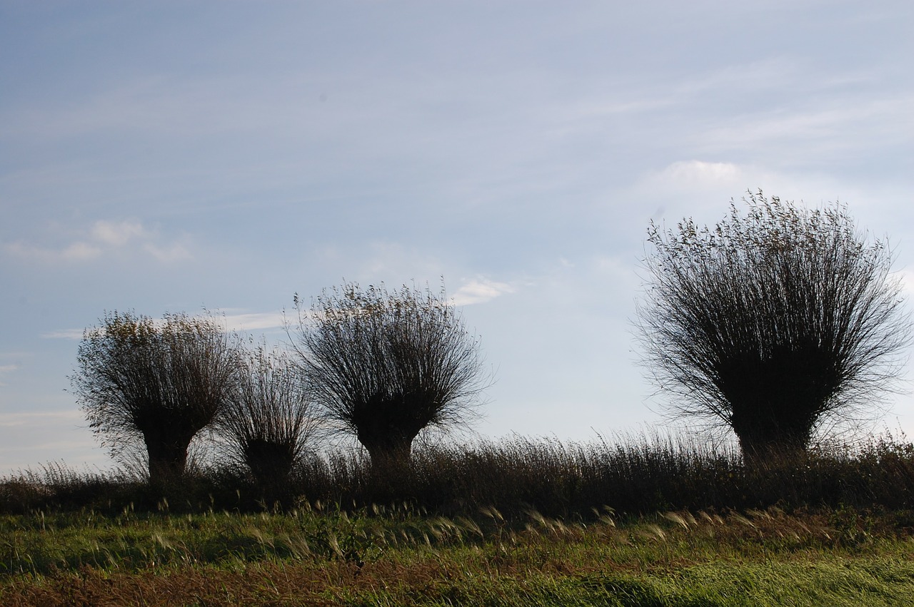 willow trees nature free photo