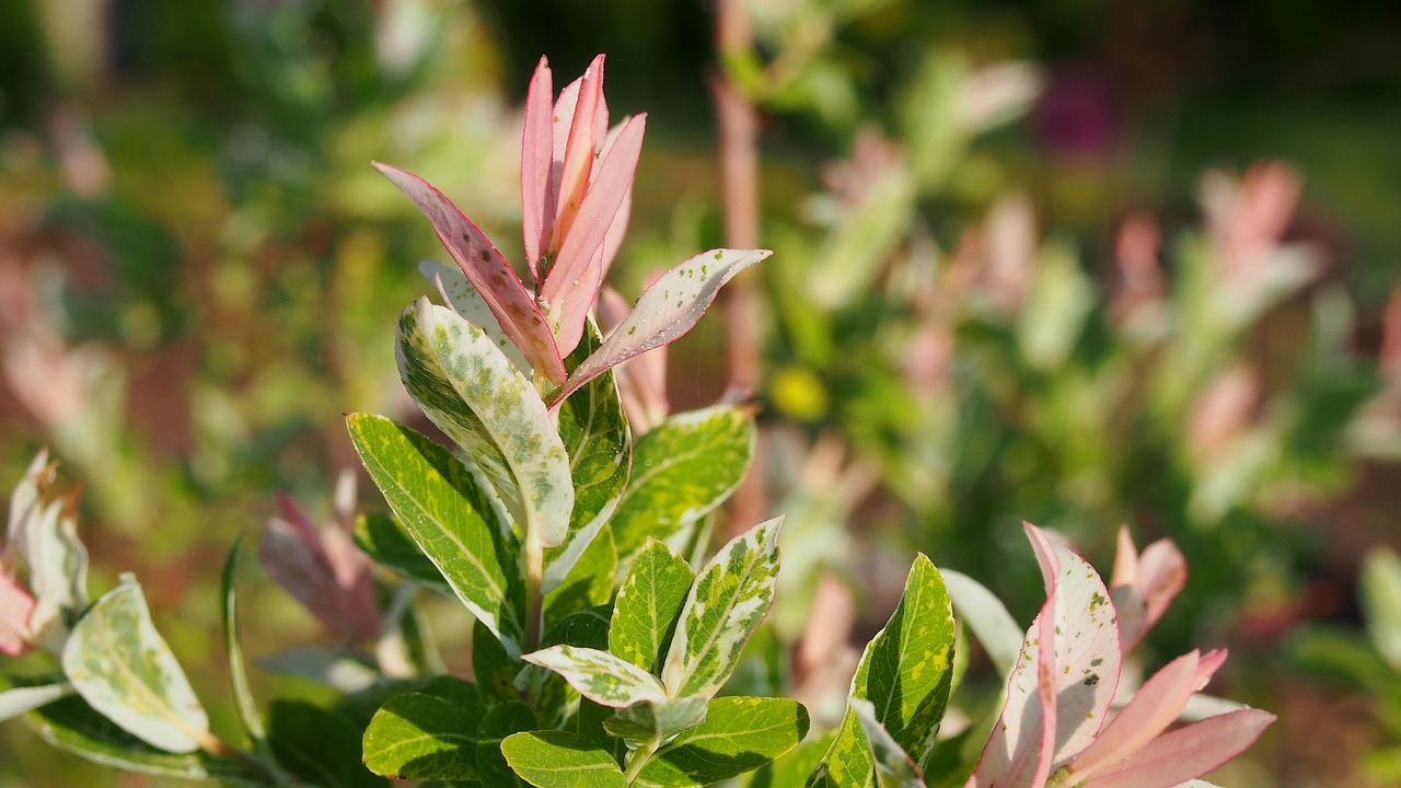 willow foliage spring free photo