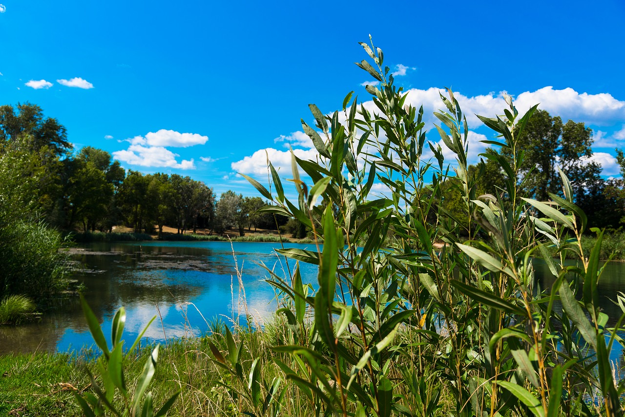 willow basketry lake free photo