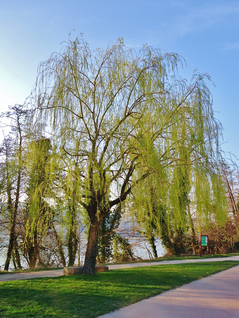 willow branches tree free photo