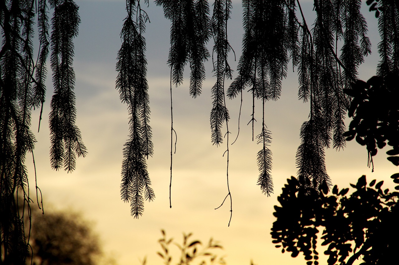 willow tree branch free photo