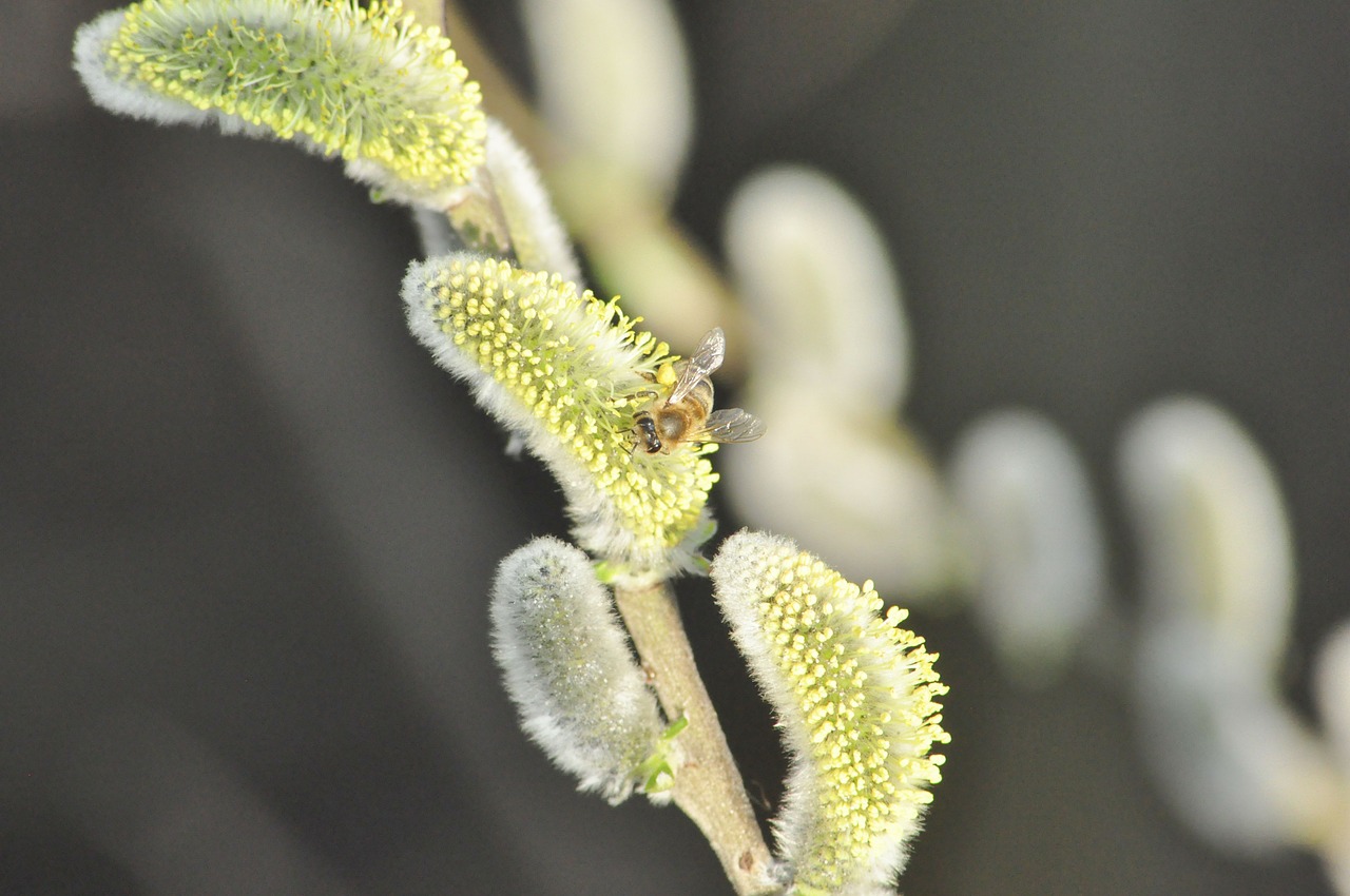 willow bee flower free photo