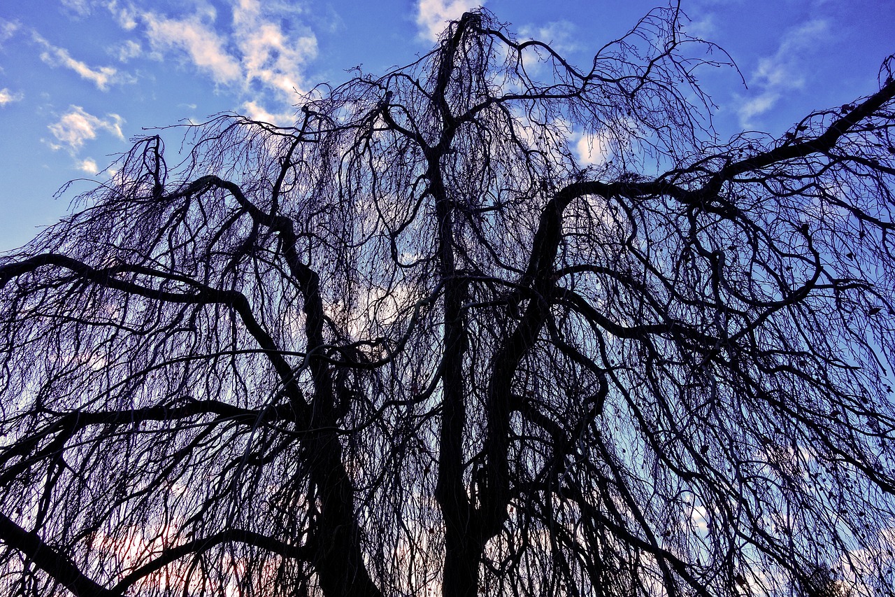 willow weeping willow tree top free photo