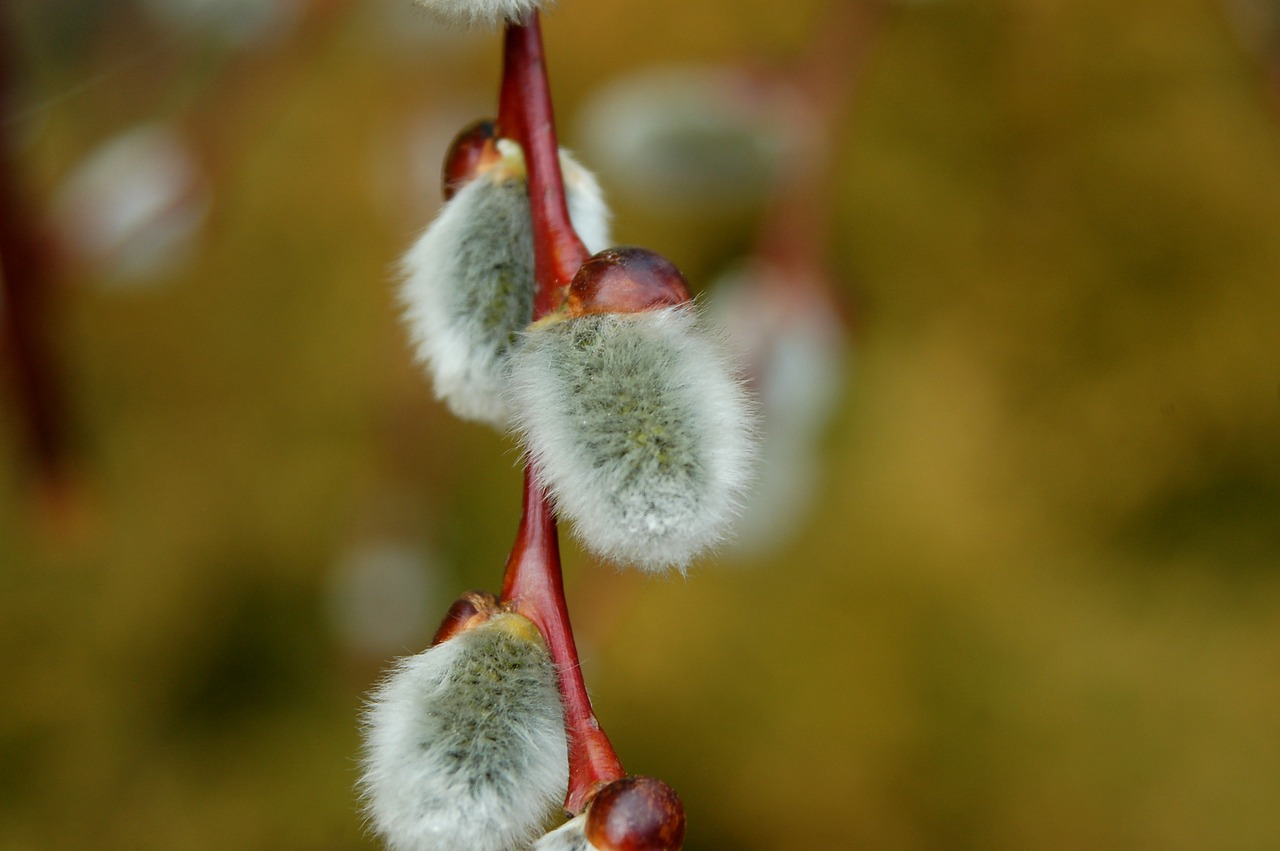 willow nature tree free photo