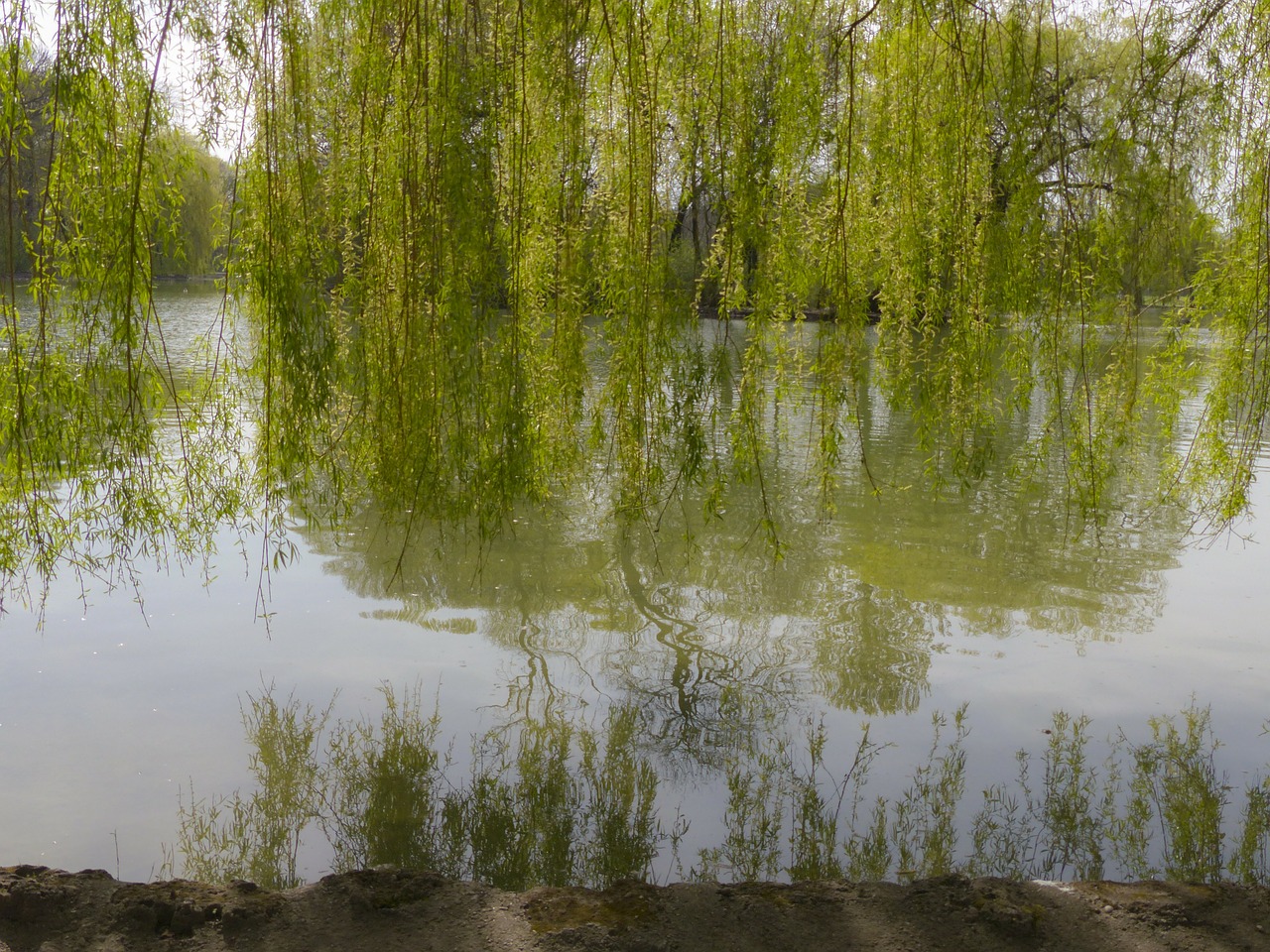 willow tree nature free photo