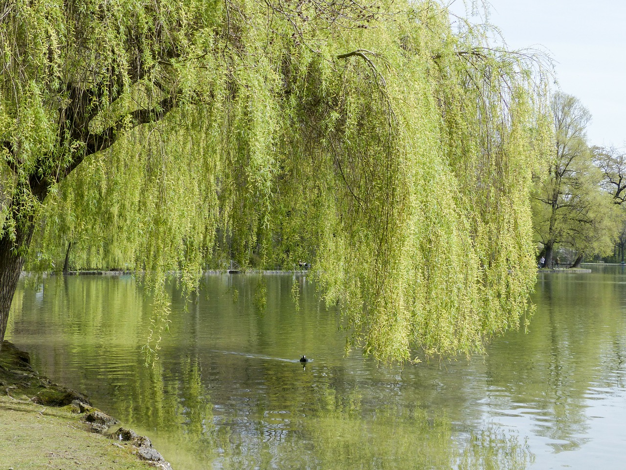 willow tree nature free photo