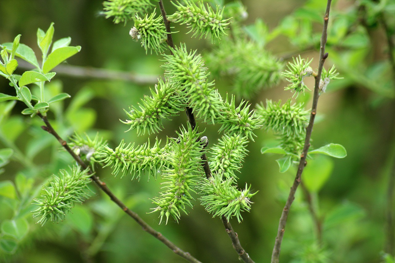 willow  variety  bush free photo