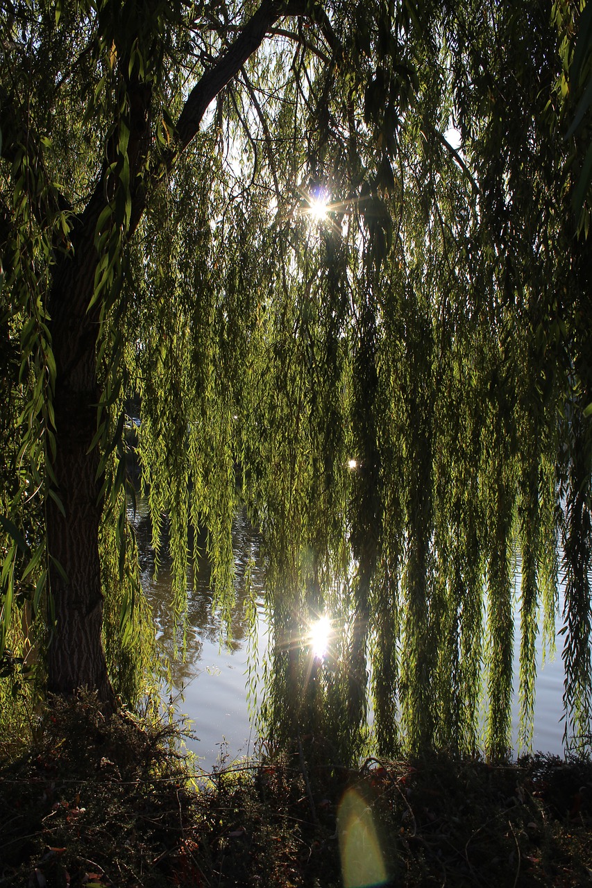 willow  willow tree  outdoors free photo