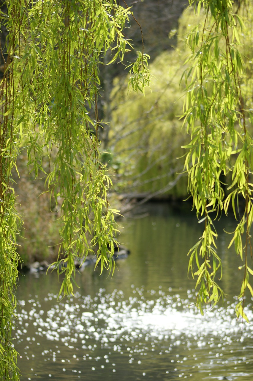 willow tree pond free photo