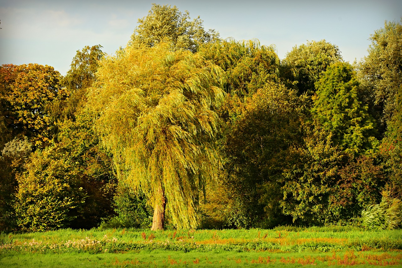 willow  tree  forest free photo