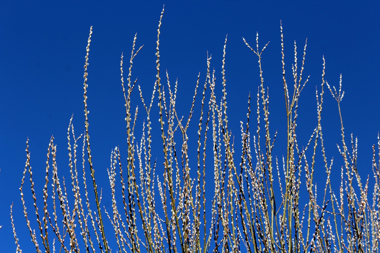 willow  willow twigs  spring free photo