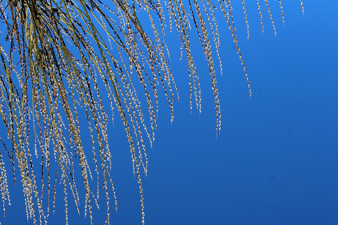 willow  branches  tree free photo