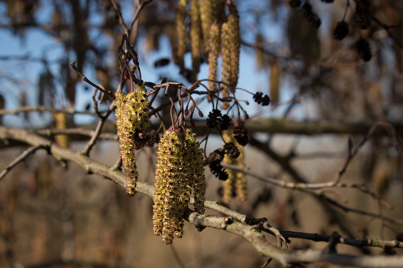 willow  blossom  spring free photo