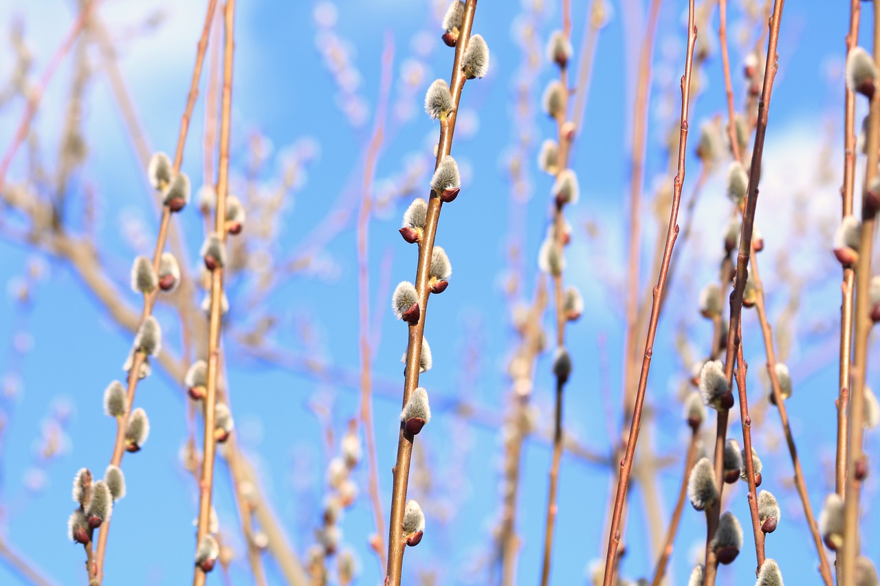 willow  cats  flowering free photo