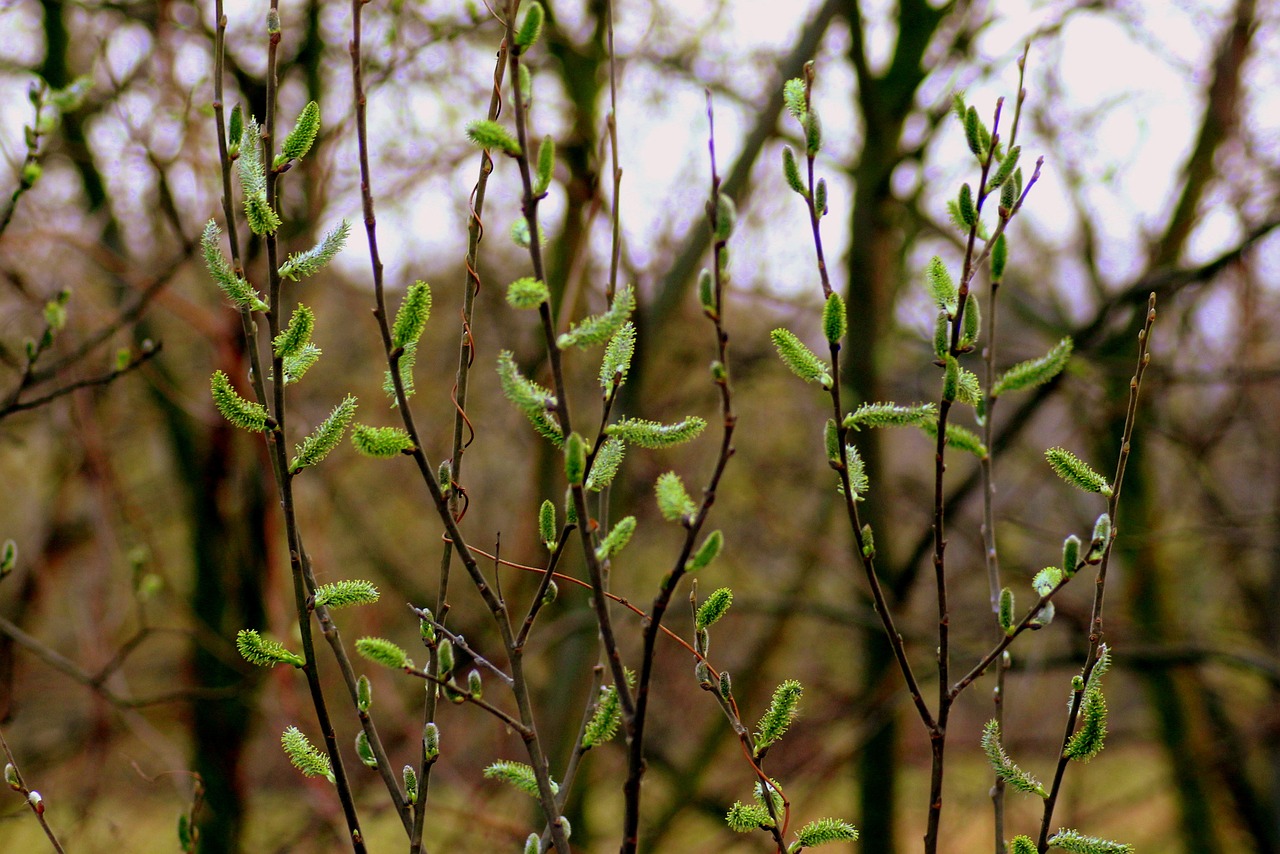 willow  the basis of  spring free photo