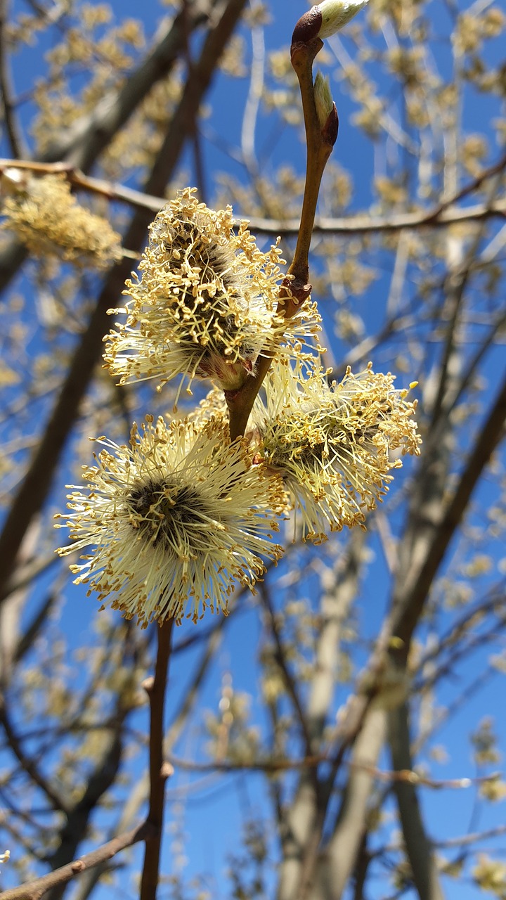 willow  branch  blooming free photo