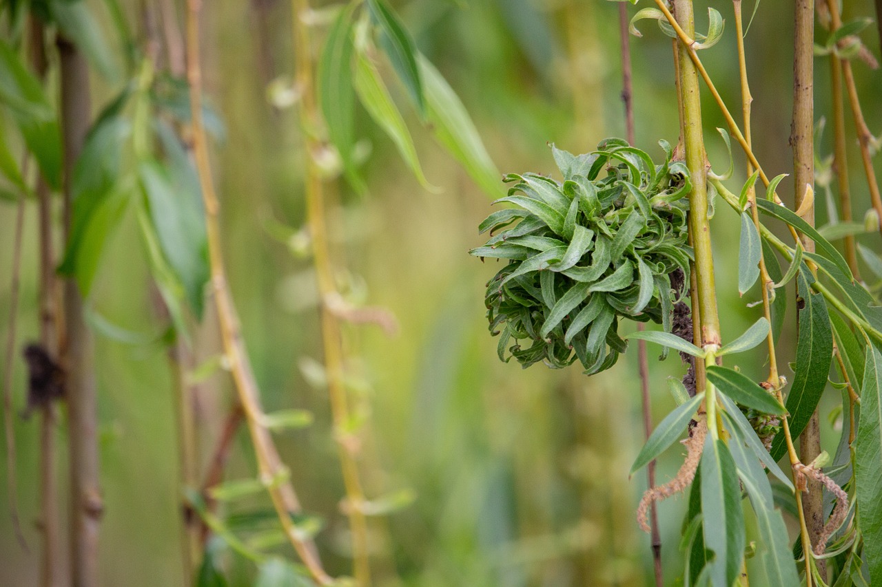 willow  tree  nature free photo