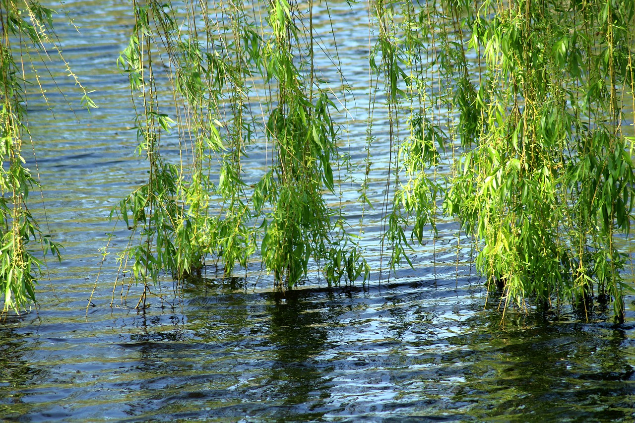willow  tree  foliage free photo