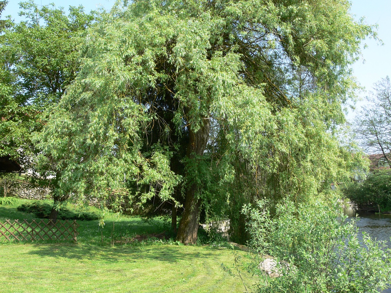 willow tree green free photo