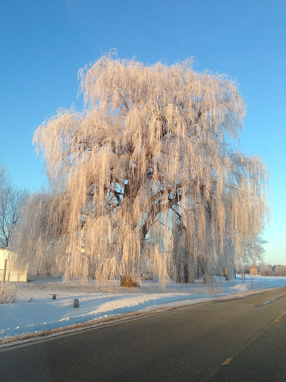 willow tree in winter