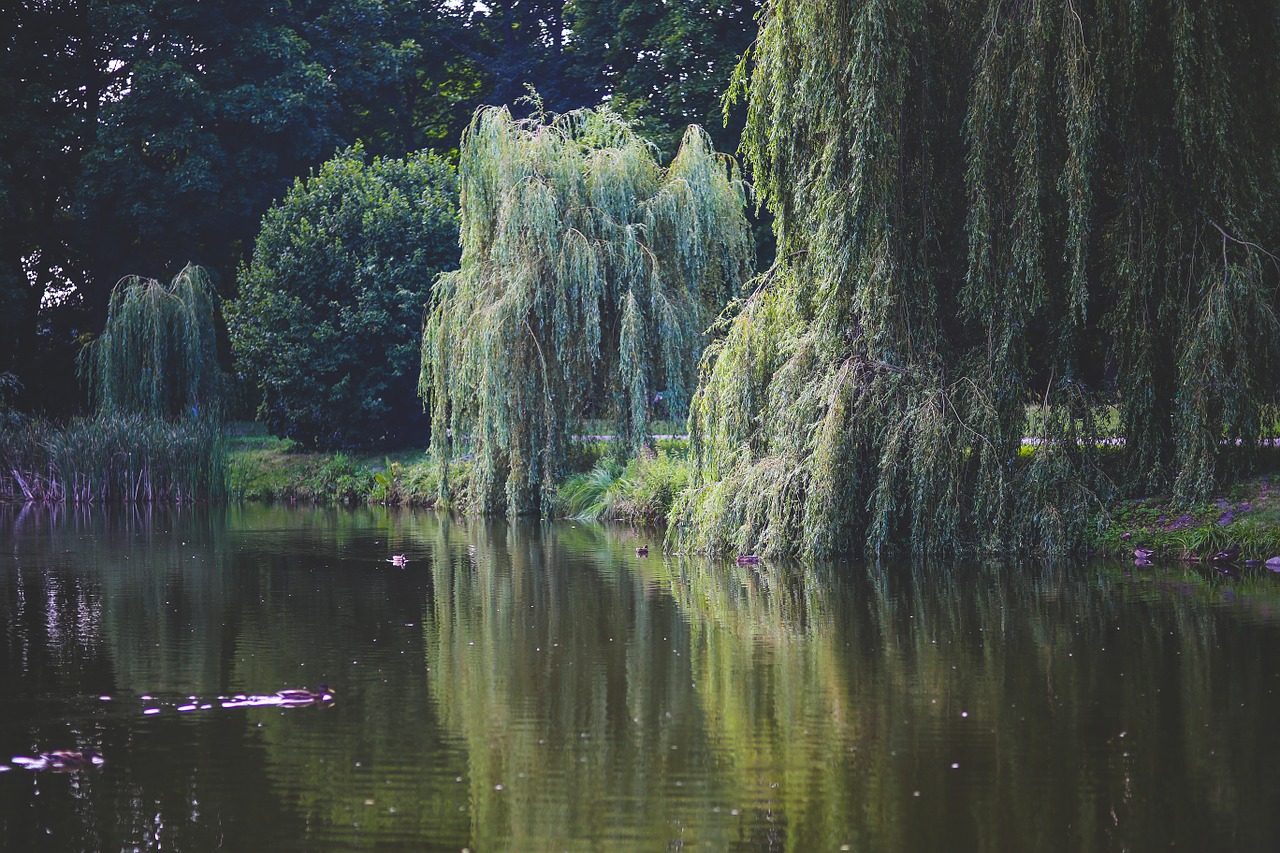 willow tree trees free photo