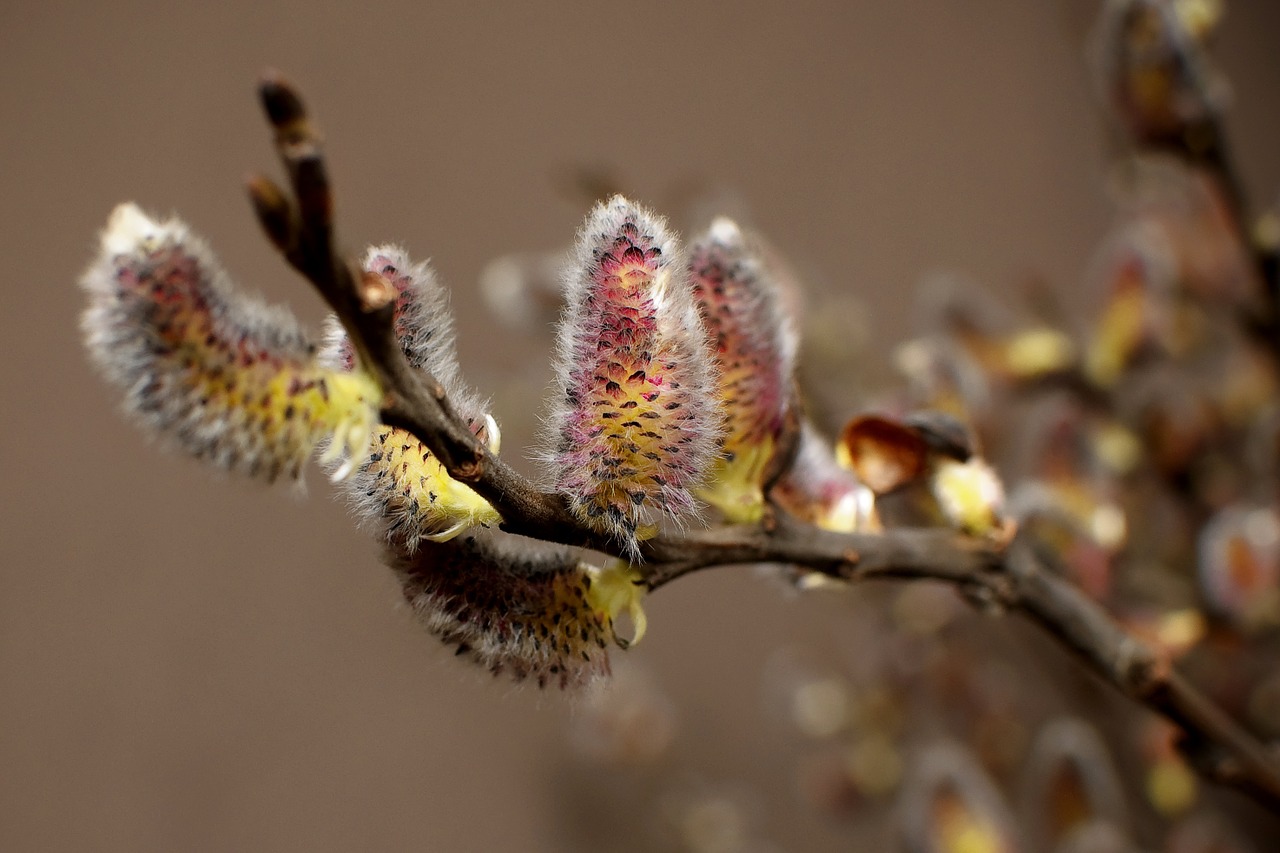 willow cats spring free photo