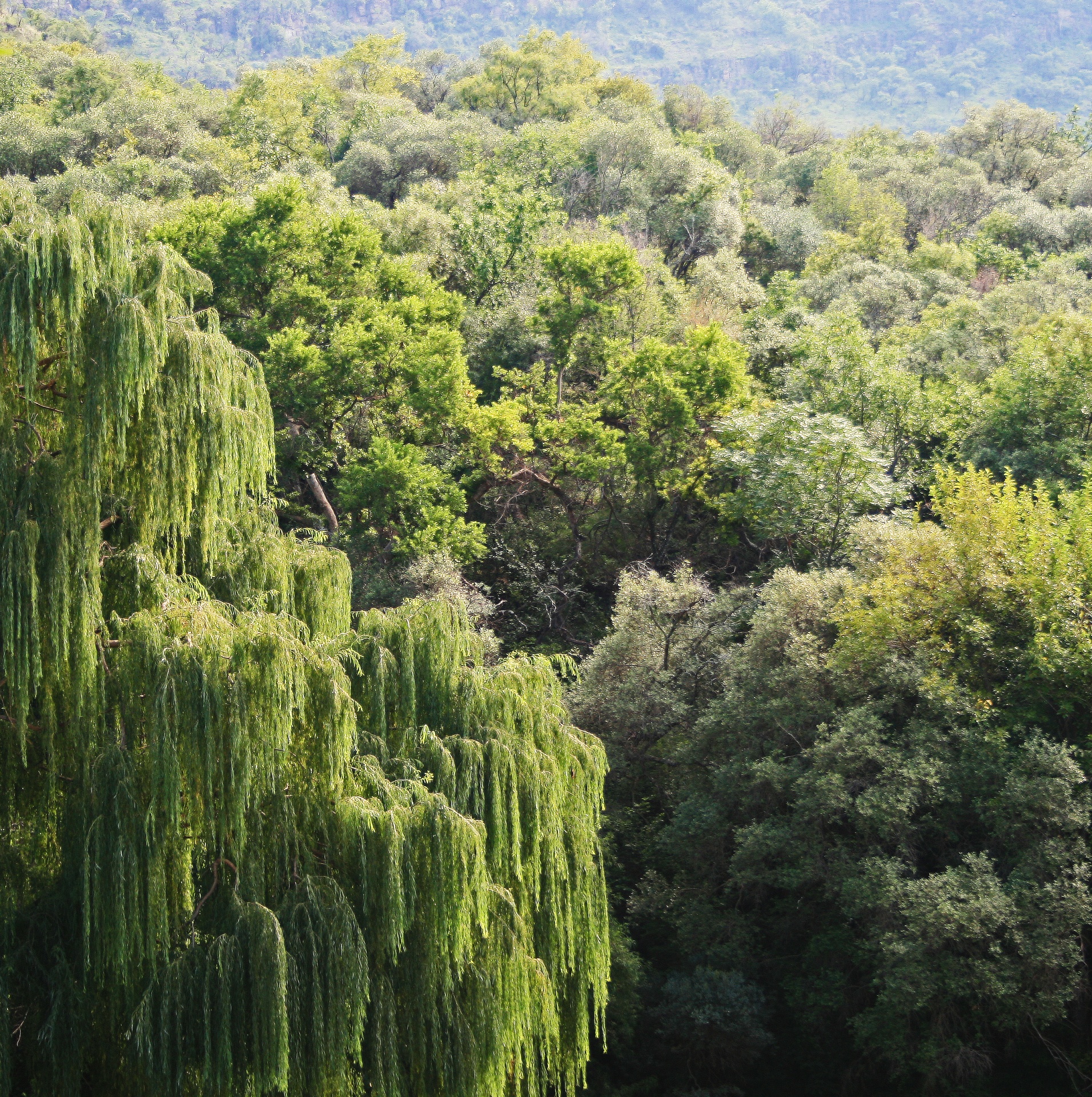 trees willow hillside free photo